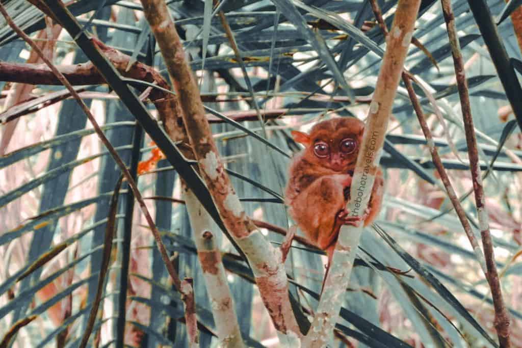 Things to do in Bohol: Meet the Philippine tarsier at the Philippine Tarsier Sanctuary. Bohol is one of the best places to visit in the Philippines