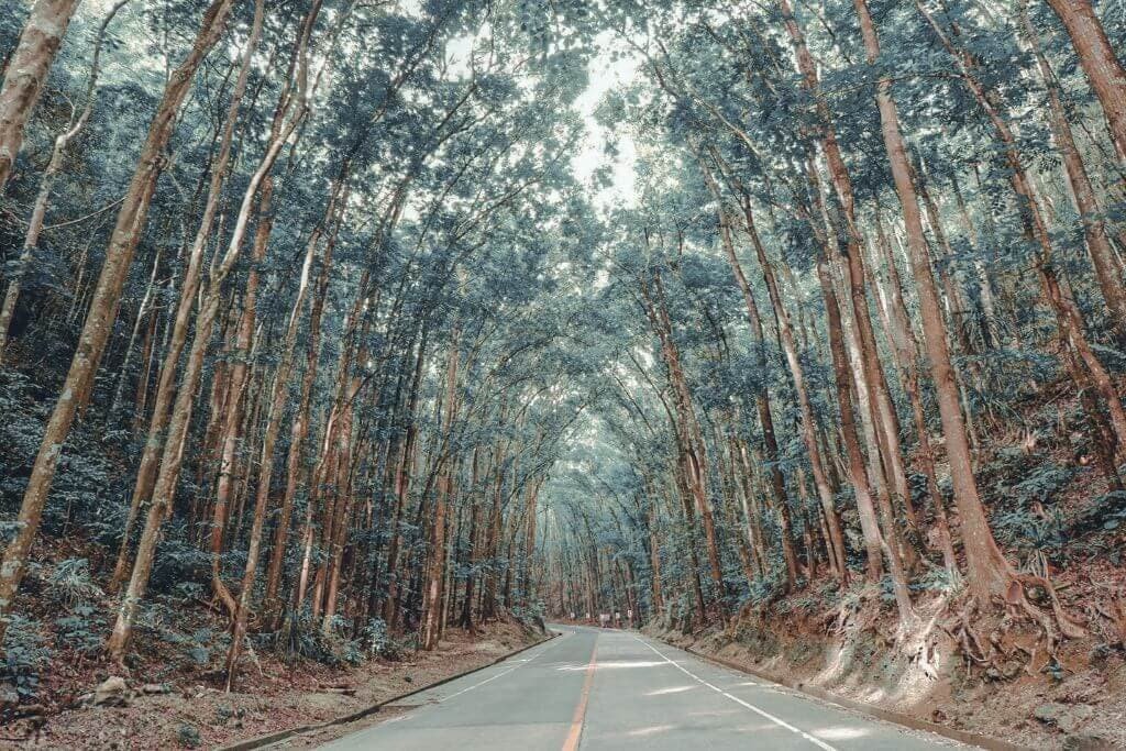 Quiet paved road passing through a dense forest of tall, slender trees with reddish trunks and leafy branches forming a canopy overhead. The forest landscape is a scenic stop among Bohol tourist spots.