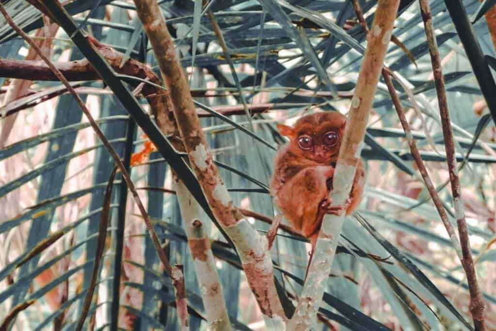Philippine tarsier clinging to a branch at the Tarsier Conservation Area in Corella, Bohol